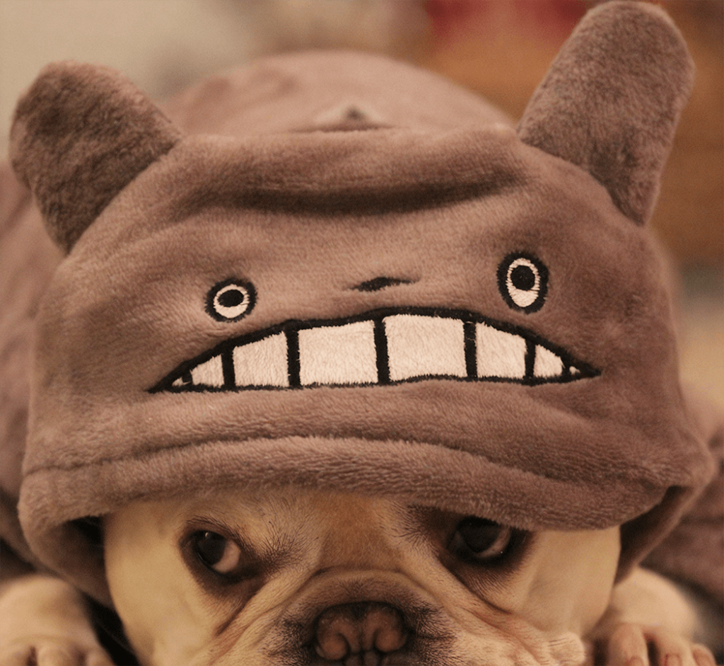 Original Matsuhiro the Frenchie, wearing a cozy Totoro-themed hood with ears and a cartoon face, peeks out adorably from underneath the plush costume.